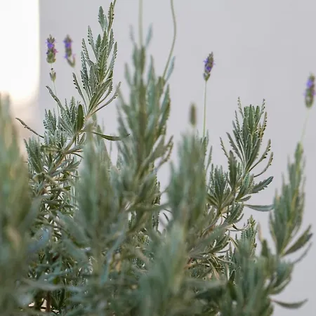 Apartment Athenian Island Project
